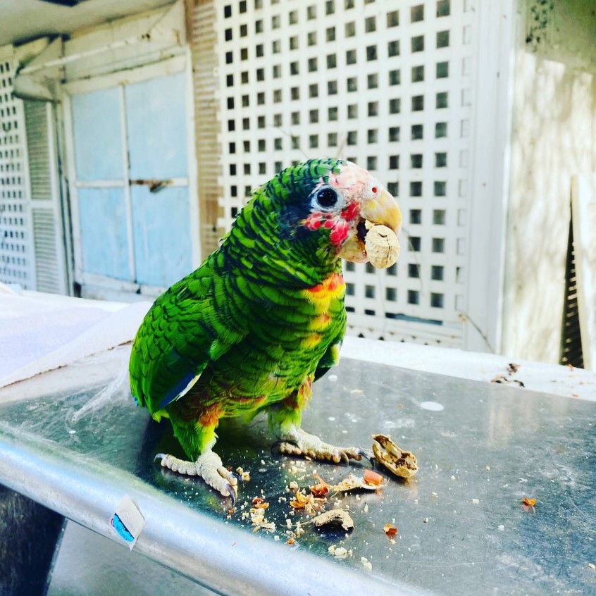 Cayman Parrot Sanctuary