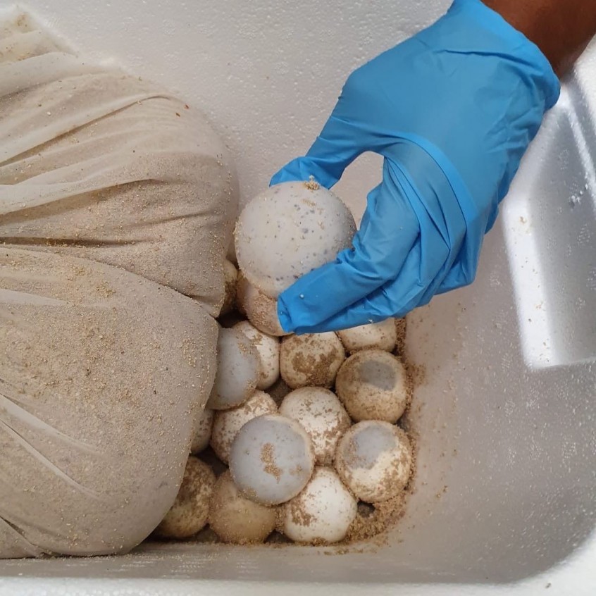 726205041577171954504306220061245293608980n